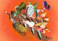 Splice Sessions West African Voices WAV