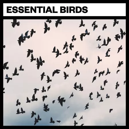 Big Room Sound Essential Birds WAV